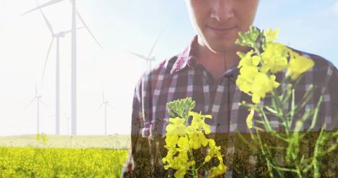 Farmer holding and inspecting canola blooms with wind turbines on sustainable farmland