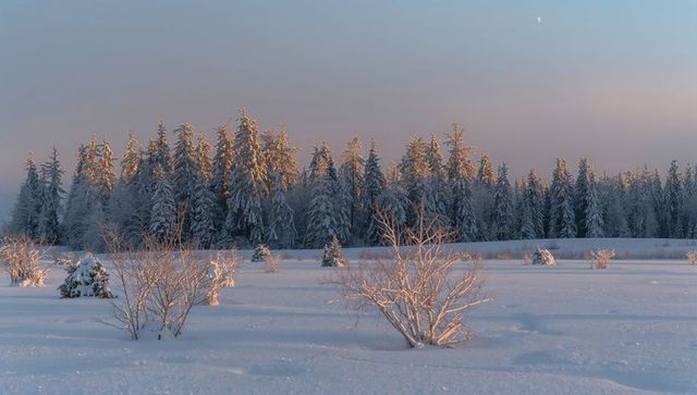 Sunlit winter meadow with snow-dusted shrubs and frosted pine treeline under crescent moon