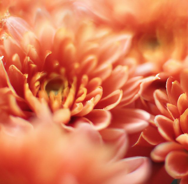 Close up of red chrysanthemums with multiple petals on black background. Flowers, nature and harmony concept.