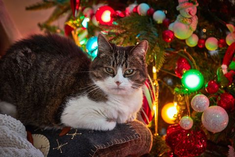 Christmas cat relaxing by decorated christmas tree