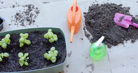 Basil seedlings growing in rectangular planter with watering can, trowel and potting soil