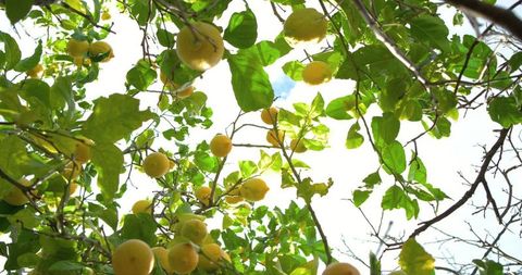 Sunlit Lemon Tree Canopy with Ripe Yellow Citrus Hanging in Lush Green Foliage