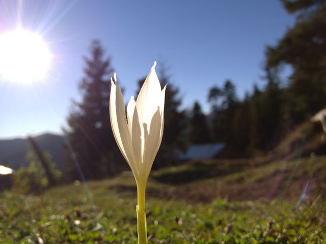 A single white flower blooming in the forefront, backlit by bright sunlight, with greenery and mountain scenery in the background. The clear, bright sky and distant trees add depth to the background. Can be used for nature magazines, gardening blogs, decorative prints, or inspirational posters emphasizing natural beauty and tranquility.