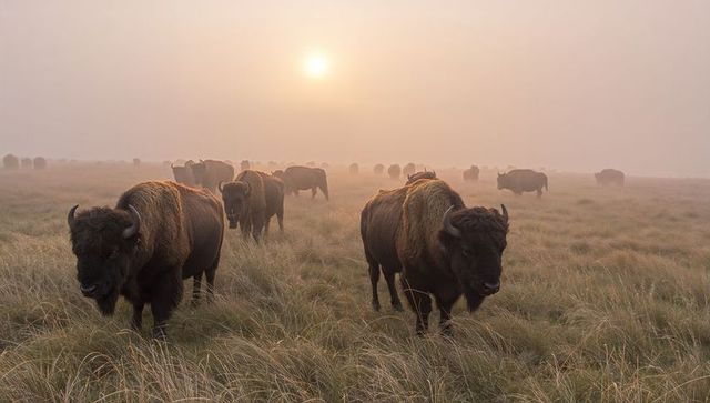 Grazing american bison herd moving through misty tussock prairie at golden sunrise