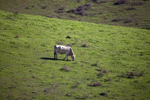 Lone white cow grazing on sunlit green hillside pasture for sustainable farming concepts