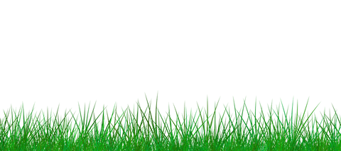 Lush Green Grass Border on Transparent Background for Nature Designs - Download Free Stock Videos Pikwizard.com