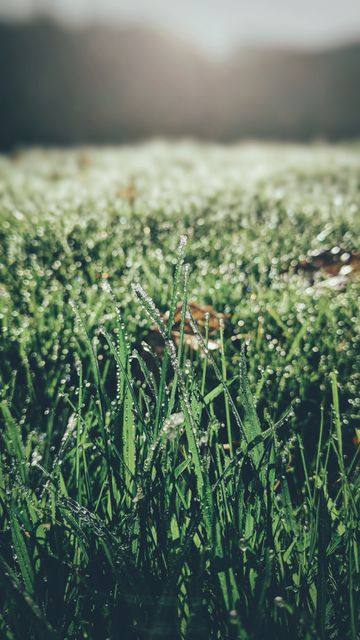 Morning Dew on Fresh Green Grass in Sunlight - Download Free Stock Images Pikwizard.com