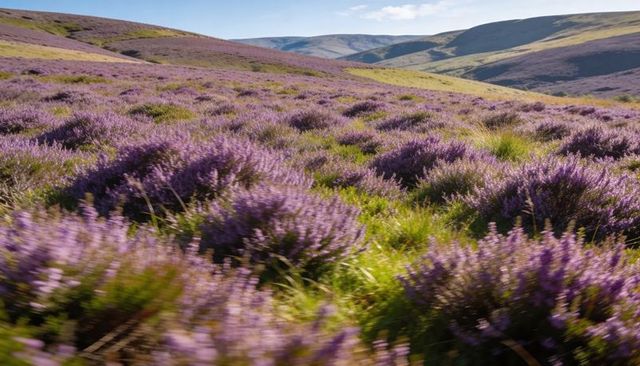 Sunlit rolling purple heather on upland moorland with tussock grass, blooming vista