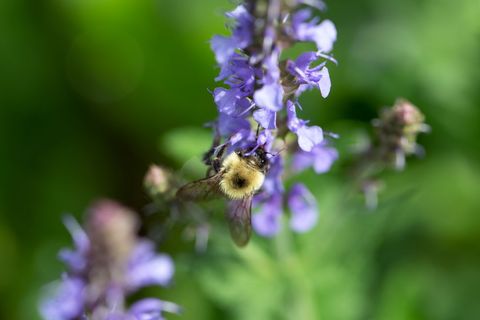 Bumblebee Collecting Nectar on Purple Flower with Soft Green Bokeh