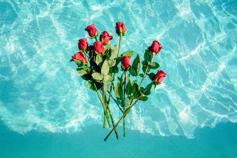 Red Roses Floating on Clear Blue Water Surface
