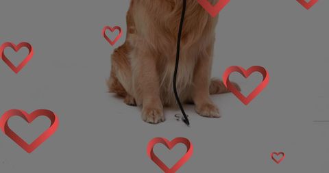 Golden retriever holding leash awaiting walk