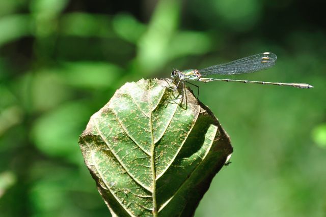 Dragonfly resting on a leaf in a sunlit forest captures the essence of wildlife in nature. Delicate details of dragonfly wings are prominently visible against a green, natural backdrop. Ideal for use in nature-themed publications, educational materials on insects, environmental campaigns, and wallpaper backgrounds.