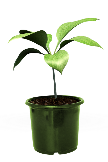 Green Plant in Pot Isolated on Transparent Background - Download Free Stock Videos Pikwizard.com