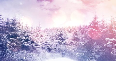 Winter Fir Tree Forest with Sparkling Snowy Landscape - Download Free Stock Images Pikwizard.com