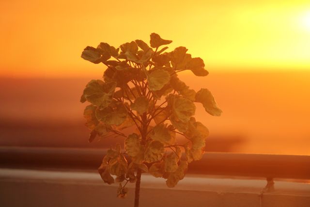 Peaceful Sunset Over Beach Plant at Golden Hour - Download Free Stock Photos Pikwizard.com