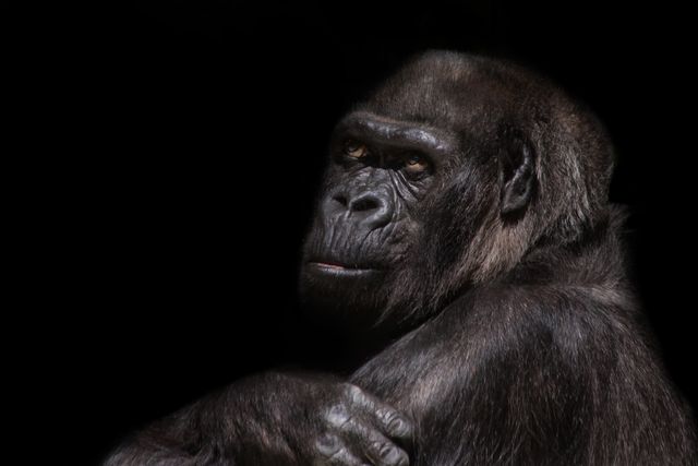 Photo of a gorilla in close-up with a dark background, capturing the animal's serious expression. Suitable for use in articles about wildlife conservation, zoos, endangered species, or educational materials on primates. The dark background highlights the gorilla's features, making it ideal for use in prints, posters, or digital media.