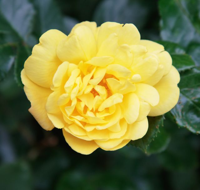 Vibrant Yellow Rose Blooming in Garden - Download Free Stock Photos Pikwizard.com