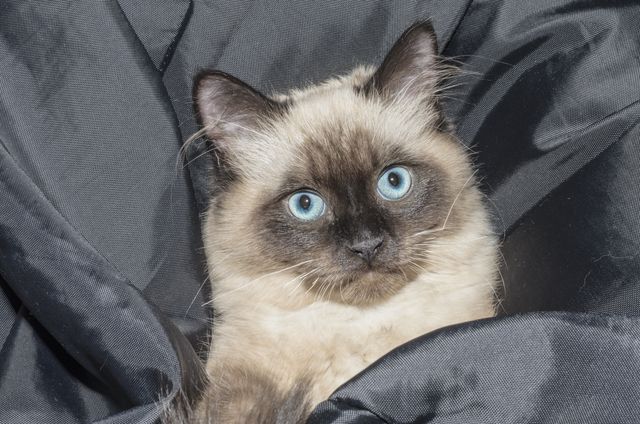 Himalayan cat with striking blue eyes on a dark blanket. Perfect for cat lover content, pet care articles, and promoting pet products.