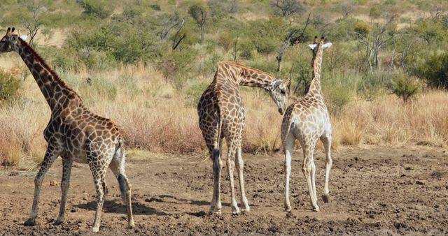 Giraffes standing in sand against grass with copy space. Wild animal, wildlife, nature and african animals concept.