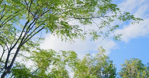Sunlit tree canopy framing blue sky with delicate green leaves and soft clouds