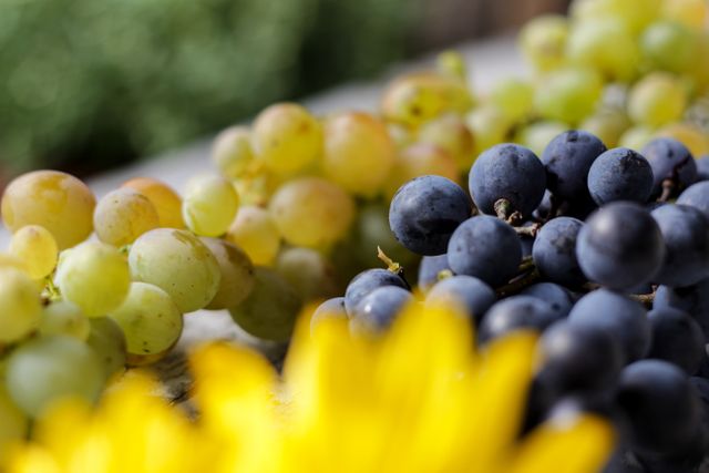 Close-up of fresh yellow and purple grapes in sunlight, highlighting juicy and healthy fruits. Ideal for use in food and drink campaigns, health and wellness blogs, and organic farming advertisements, emphasizing freshness and natural crops.