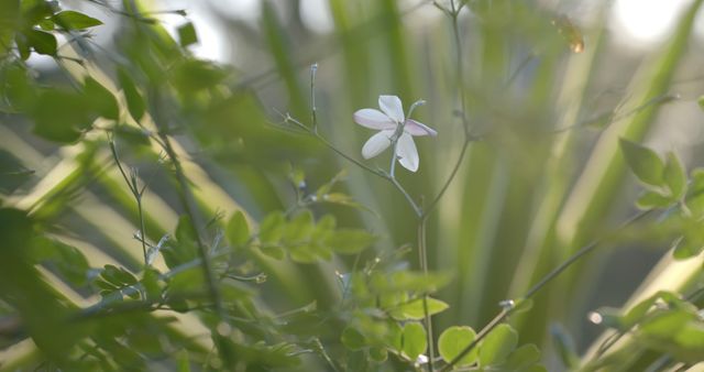 White flower blooming amid lush green foliage in natural sunlight. Ideal for use in designs focused on nature, gardening, tranquility, and environmental awareness. Suitable for websites, posters, and relaxation-themed materials.