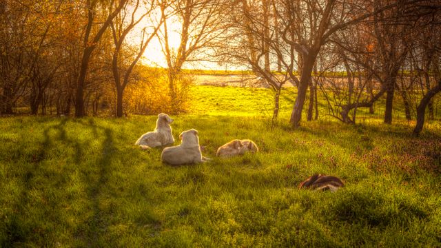 Dogs resting in lush green field during sunrise with light shining through trees. Peaceful and serene nature scene, ideal for pet-related content, nature photography promotions, wellness and mindfulness advertisements, outdoor adventure branding, or tranquil scenery themes.