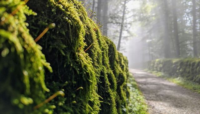 Moss-covered stone wall bordering misty forest trail with soft morning light
