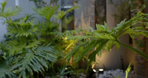 Vibrant split-leaf foliage in modern courtyard