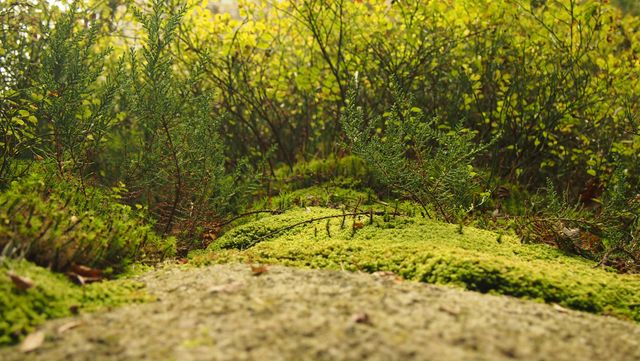 Close-Up of Green Moss and Plants in Forest Ecosystem - Download Free Stock Photos Pikwizard.com