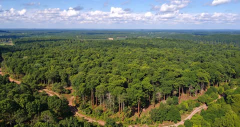 Drone Hovering Over Expansive Pine Forest Landscape