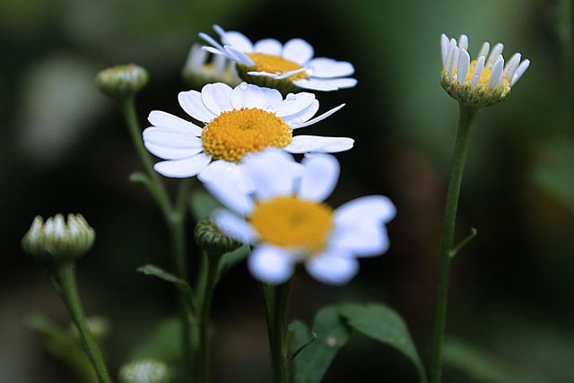 Close-up photography of delicate white daisies with bright yellow centers in bloom, set against a lush green background. The image captures the natural beauty of the flowers, making it ideal for use in gardening magazines, nature blogs, or as decorative artwork in homes and offices. Suitable for themes related to spring, freshness, and outdoor living.