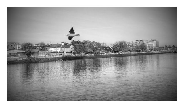 Seagull soaring over riverside cityscape with buildings and trees along the waterfront in a tranquil scene. Useful for themes of nature, urban environments, travel, and peaceful moments. Suitable for backgrounds, promotional visuals for travel, tourism, or nature-related content.