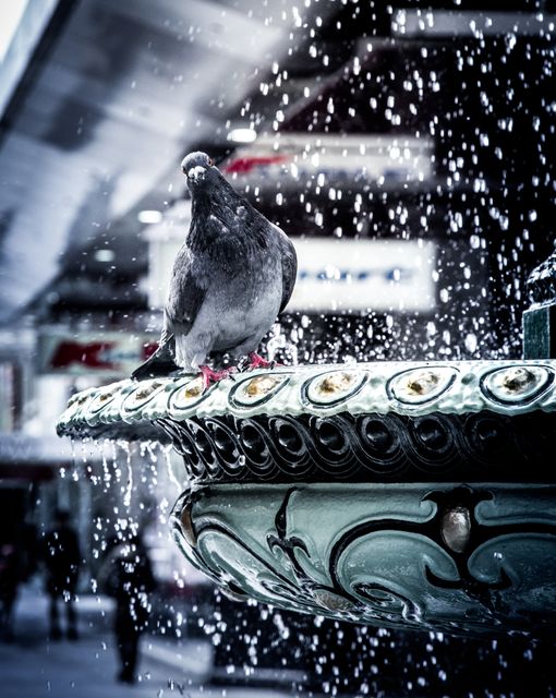 Urban Pigeon Perching on Fountain with Water Droplets - Download Free Stock Images Pikwizard.com