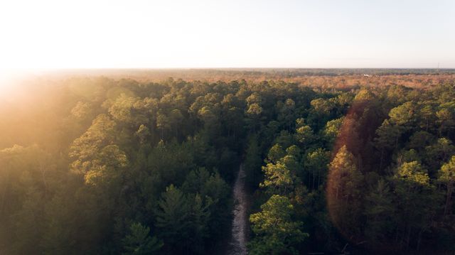 Aerial perspective of dense forest with warm sunlight illuminating treetops provides a scenic and serene backdrop. Ideal for use in nature, environmental, travel, and outdoor-related content. Perfect for illustrating articles about wilderness exploration, camping, outdoor activities, or nature conservation.