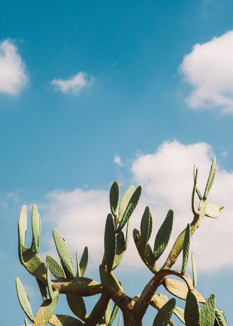 A cactus plant stretches toward a clear blue sky dotted with fluffy white clouds. This image captures the essence of arid landscapes and the beauty of nature. Ideal for use in travel brochures, nature blogs, and outdoor adventure websites.