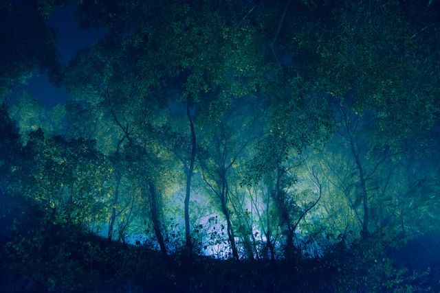 This image captures the allure of a dense forest at night, highlighted by a mysterious glowing light between the trees. Ideal for ecological concepts, media illustrating the mystery of nature, background graphics in fantasy settings, or motivational presentations highlighting the serenity and secrets of the natural world.