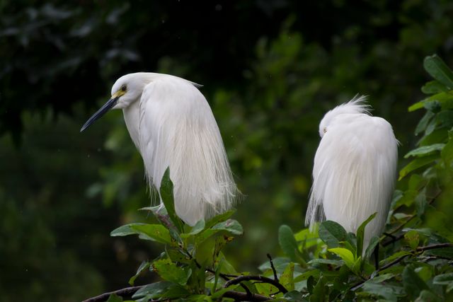 Two white egrets are perching on green foliage. Use this for promoting wildlife conservation, nature blogs, birdwatching tours, travel brochures, educational content about birds, or serene nature backgrounds.