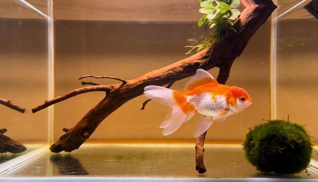 Orange and white fancy goldfish swimming with flowing fins beside driftwood and marimo