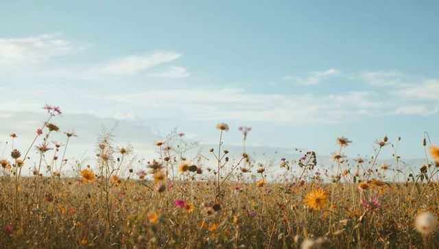 Sunlit wildflower meadow with yellow daisies and delicate seedheads under blue sky