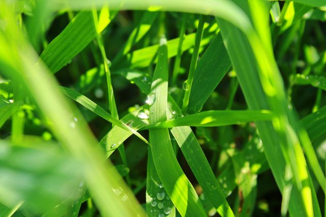 Close-up of fresh green grass with morning dew drops shimmering in the sunlight. Ideal for nature-themed blogs, gardening websites, wallpaper background, or environmental campaigns. The image conveys themes of freshness, renewal, and the beauty of nature.