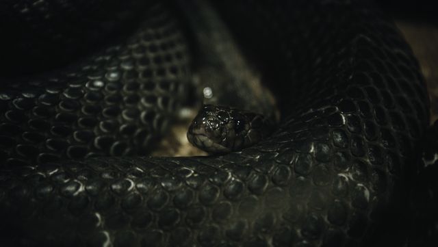 Dangerous Black Snake Coiled in Dark Environment - Download Free Stock Photos Pikwizard.com