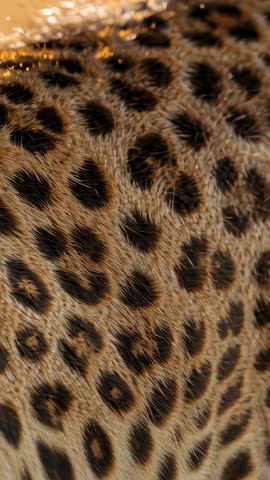 Shifting rosette fur on leopard flank macro vertical video revealing hairs and golden highlights