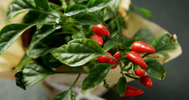 Close-up of Red Chili Peppers Growing on Green Plant - Download Free Stock Images Pikwizard.com