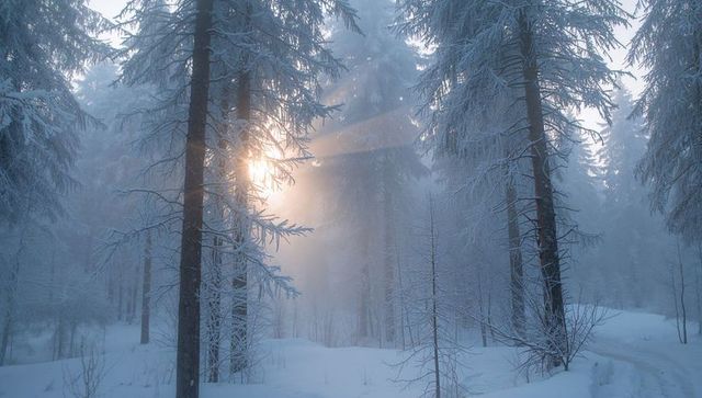 Filtering sunlight through snow-covered pine trees in misty winter forest at dawn
