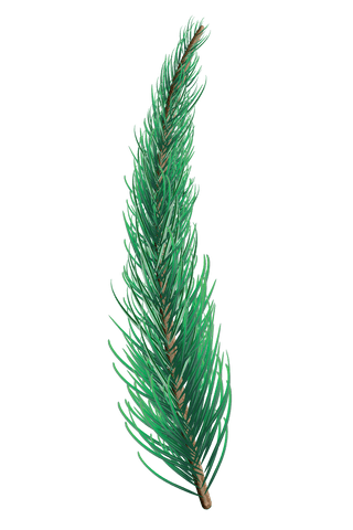 transparent lush green fir tree branch isolated - Download Free Stock Videos Pikwizard.com