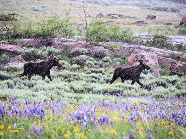 Two Moose Running in Rain Through Wildflower Meadow - Download Free Stock Photos Pikwizard.com