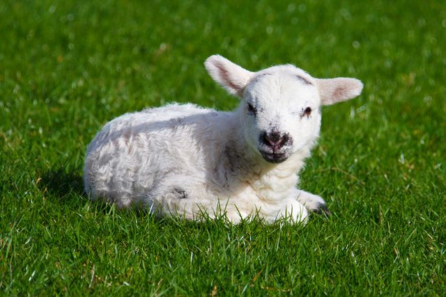 Adorable Lamb Resting on Green Grass in Meadow - Download Free Stock Photos Pikwizard.com