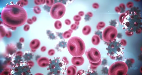 This 3D rendering shows a close-up view of coronavirus Covid-19 particles and red blood cells flowing through a vein. The image highlights the presence of viruses in the bloodstream, representing pandemic concerns and challenges in public health. This visual can be used in educational materials, medical presentations, and health-related publications to explain concepts of viral infections and the impact of Covid-19. It serves as a powerful illustration for discussing disease transmission, health information dissemination, and virus research.