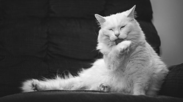 Fluffy white cat is grooming itself while lying on a black couch. The monochrome setting adds a classic feel. Suitable for blogs about pet care, relaxation, and featuring pets in cozy environments.